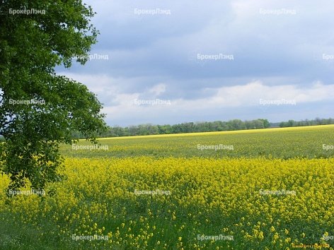 На полумиллионе гектаров земли в Подмосковье запретят строительство дач