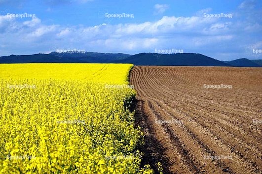 Порядка 5 тыс. га сельхозугодий засеют в Клинском районе этой весной