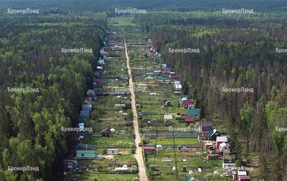 Комитет ГД поддержал законопроект о "лесной амнистии" при условии доработки